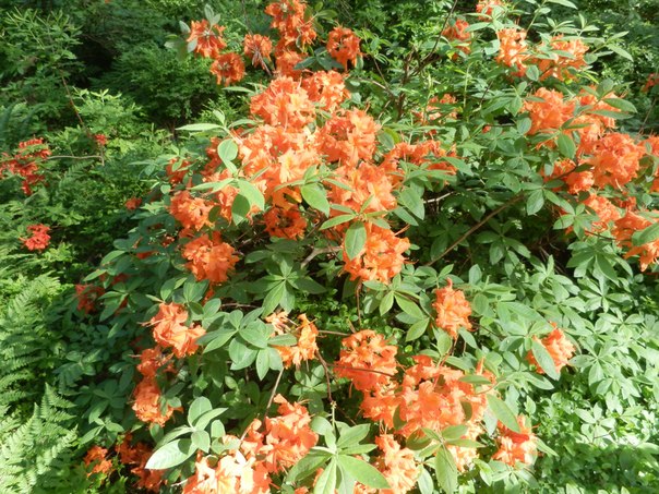 rododendron3